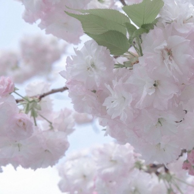 兽设森林场景设计Furry群